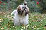 SHIH TZU 085